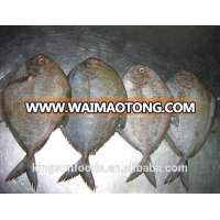 Frozen black Pomfret in fish