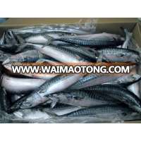 High Quality Frozen Horse Mackerel /Pacific/Pacific ocean Mackerel fish for sale