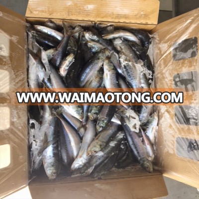 frozen Japan sardine for bait