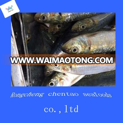 Chinese canned sardines HGT