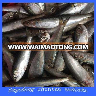 sardinella aurita sardine fish for bait